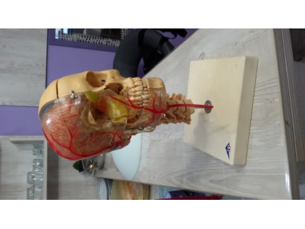 BONElike didactic human skull 3b anatomy LOBANJA