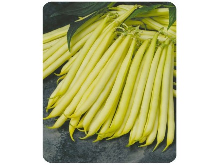 Boranija `Orinoco`, žuta olovka, 40 semenki