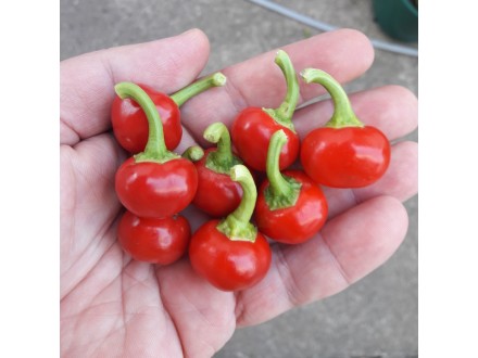 Cherry Bomb - chili pepper 20 semenki