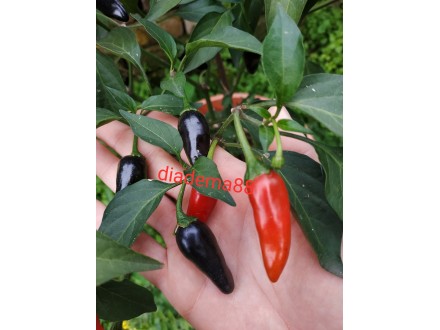 Čili papričica `Brazilija`, 15 semena