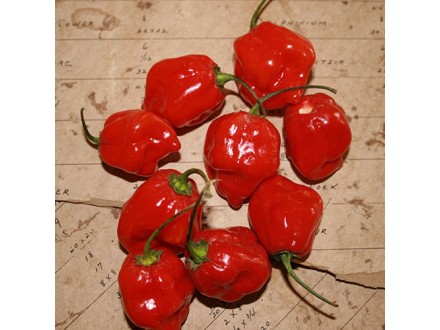 Crveni Habanero - Ljuta paprika (seme)