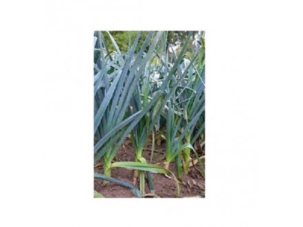 Divlji primorski praziluk (lukovic) Allium ampeloprasum