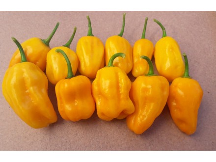 Habanero Gambia Orange - Chili pepper 20 semenki
