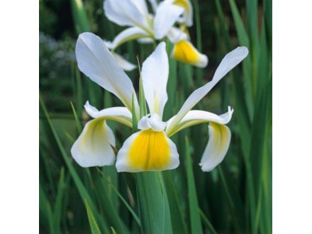 Irisi belo žuti perunika belo žuta perunike bele biolog