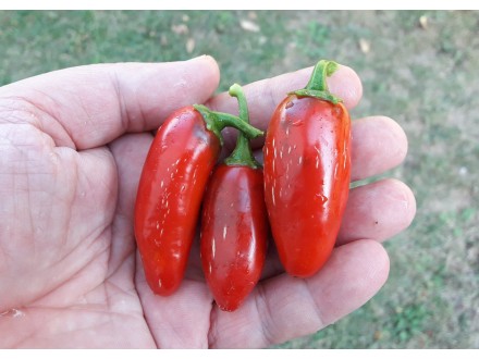 Jalapeno Zapotec - Chili pepper 20 semenki