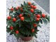 Jerusalimska trešnja - Solanum pseudo slika 1