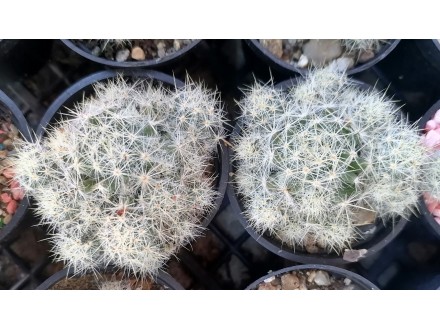 Kaktus - Mammillaria prolifera v. haitiensis