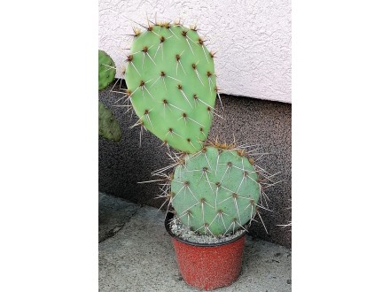 Kaktus - Opuntia Cyclodes (zimootporna vrsta)