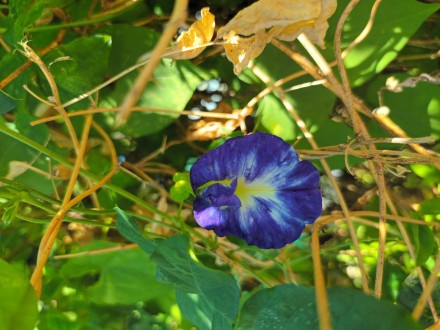 Leptir grašak šatiranog cvetka, RETKO, seme 5 komada