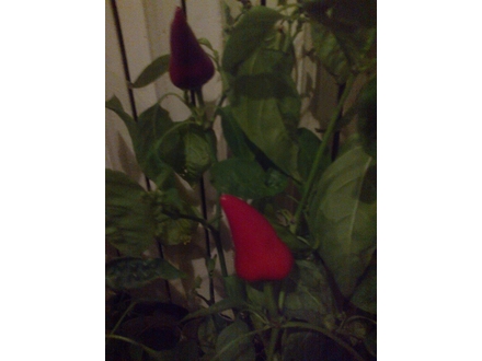 Ljuta papricica-Crvena paprika-domace organsko seme