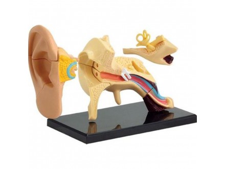 Model ljudskog uha