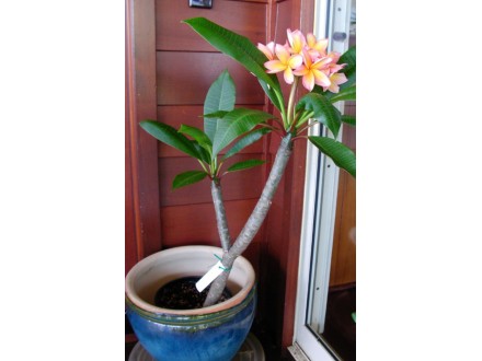 Plumeria rubra mix (3 semenke) Frangipani havajski cvet
