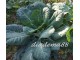 Raštan-Raštika (zimski lisnati kupus), 30 semena slika 1
