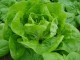 Salata `Nansen`, 0,5g  (oko 500 semenki) slika 1