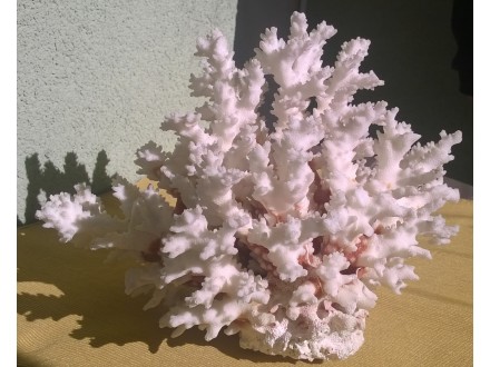 Veliki beli koral