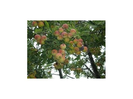 oskoruša(Sorbus domestica), sadnice