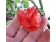 7 Pot Congo SR Gigantic Red - Chili pepper 20 semenki slika 3