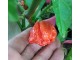 7 Pot Congo SR Gigantic Red - Chili pepper 20 semenki slika 4