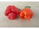 7 pot Brainstrain Red - 20 semenki chili paprike slika 1