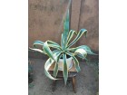 Agava kaktus sarenog lista velika biljka