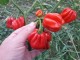Aji Dulce Rojo - Chili pepper 20 semenki slika 3