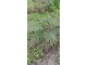 Albicija (Albizia julibrissin) sadnica od oko 50 cm slika 2