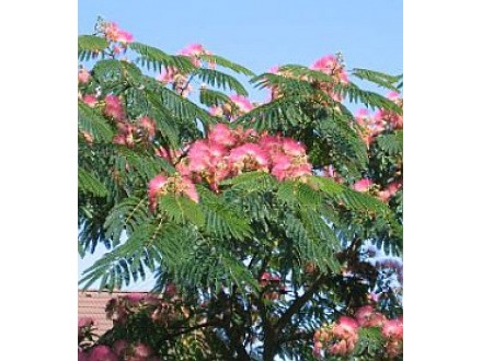 Albizia julibrissin - Albicija svileno drvo (seme)