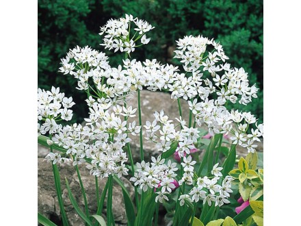 Allium Neapolitanum - Ukrasni luk (seme)
