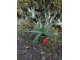 Aloe vera - Aloe Barbadensis Miller- Medicinska Aloa slika 1