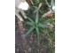 Aloe vera - Aloe Barbadensis Miller- Medicinska Aloa slika 4
