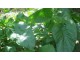 Amarant `Green Giant`, 0,2g (oko 400 semenki) slika 2