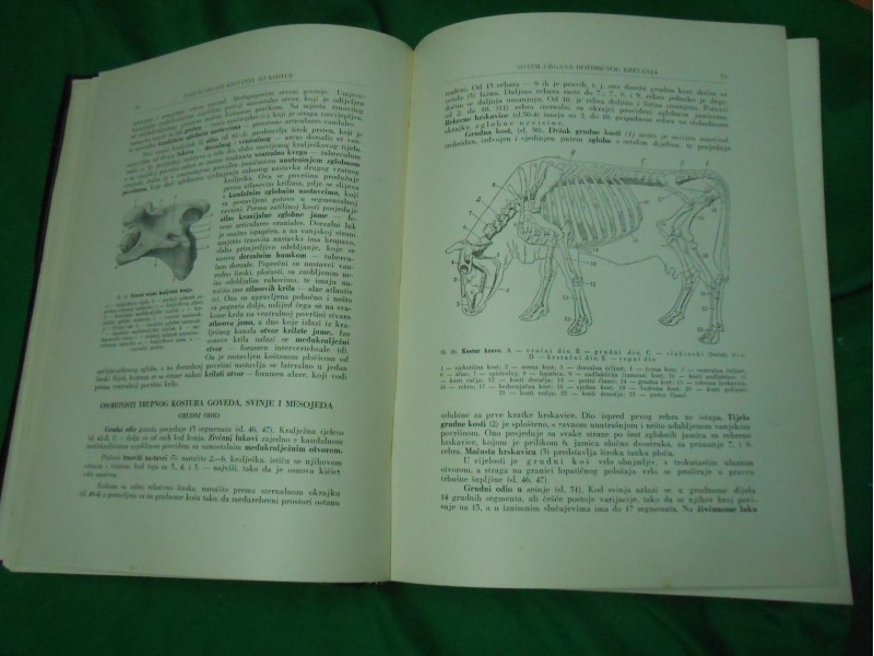 Anatomija domaćih životinja I deo,Ale. Filipović Klimov