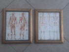 Anatomije Uramljene Slike-