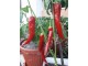 Antalya Dan - Chili pepper 20 semenki slika 3