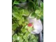 Aptenia cordifolia - ledeno cvece slika 2