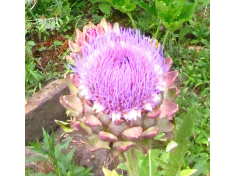 Artičoka, Violet de Provence, seme