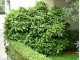 Aucuba japonica variegata slika 2