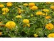 Baštensko cveće Lepi čovek - Cinija - žuti - Zinnia elegans 5 kesica 5972 slika 4