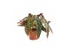 Begonia maculata slika 1