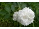 Bela mirisna majska ruža stara sorta slika 1