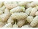 Beli dud (Morus alba) 100 semena slika 1