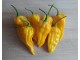 Bhut Jolokia Yellow - Chili pepper 20 semenki slika 1