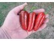 Biker Bills Jalapeño - Chili pepper 20 semenki slika 1