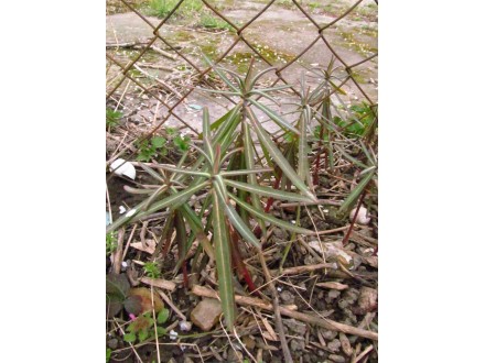 Biljka krtičarka, Euphorbia lathyris, rasad 5 komada