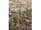 Biljka krtičarka, Euphorbia lathyris, rasad 5 komada slika 1