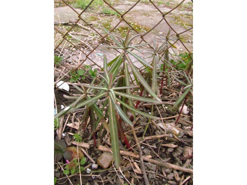 Biljka krtičarka, Euphorbia lathyris, rasad 5 komada