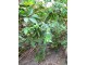 Biljka krtičarka, Euphorbia lathyris, seme 50 komada slika 3