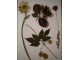 Biljke za herbarijum. slika 1