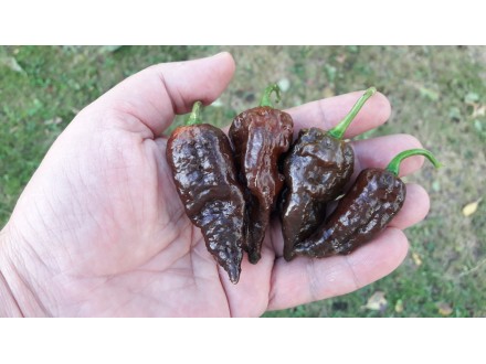 Black Naga - Chili pepper 20 semenki