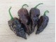 Black Naga - Chili pepper 20 semenki slika 2
